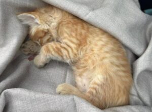 Gatto Ivrea