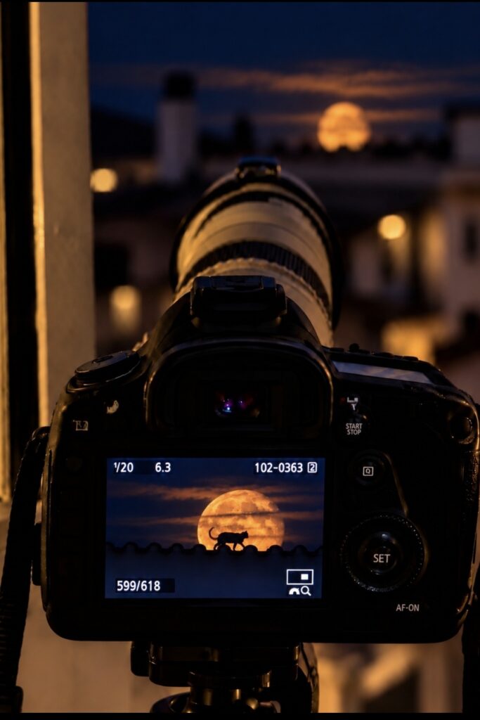 Luna gatto