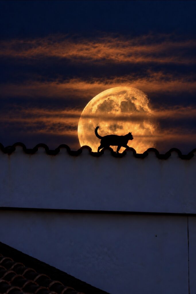 Luna gatto