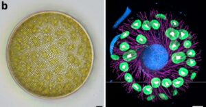 Microalghe