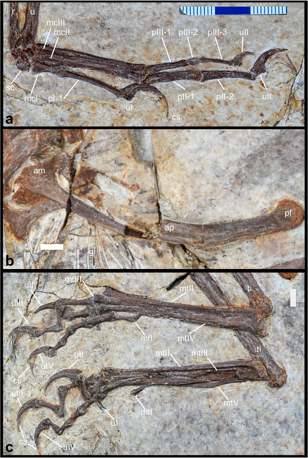 Norellraptor