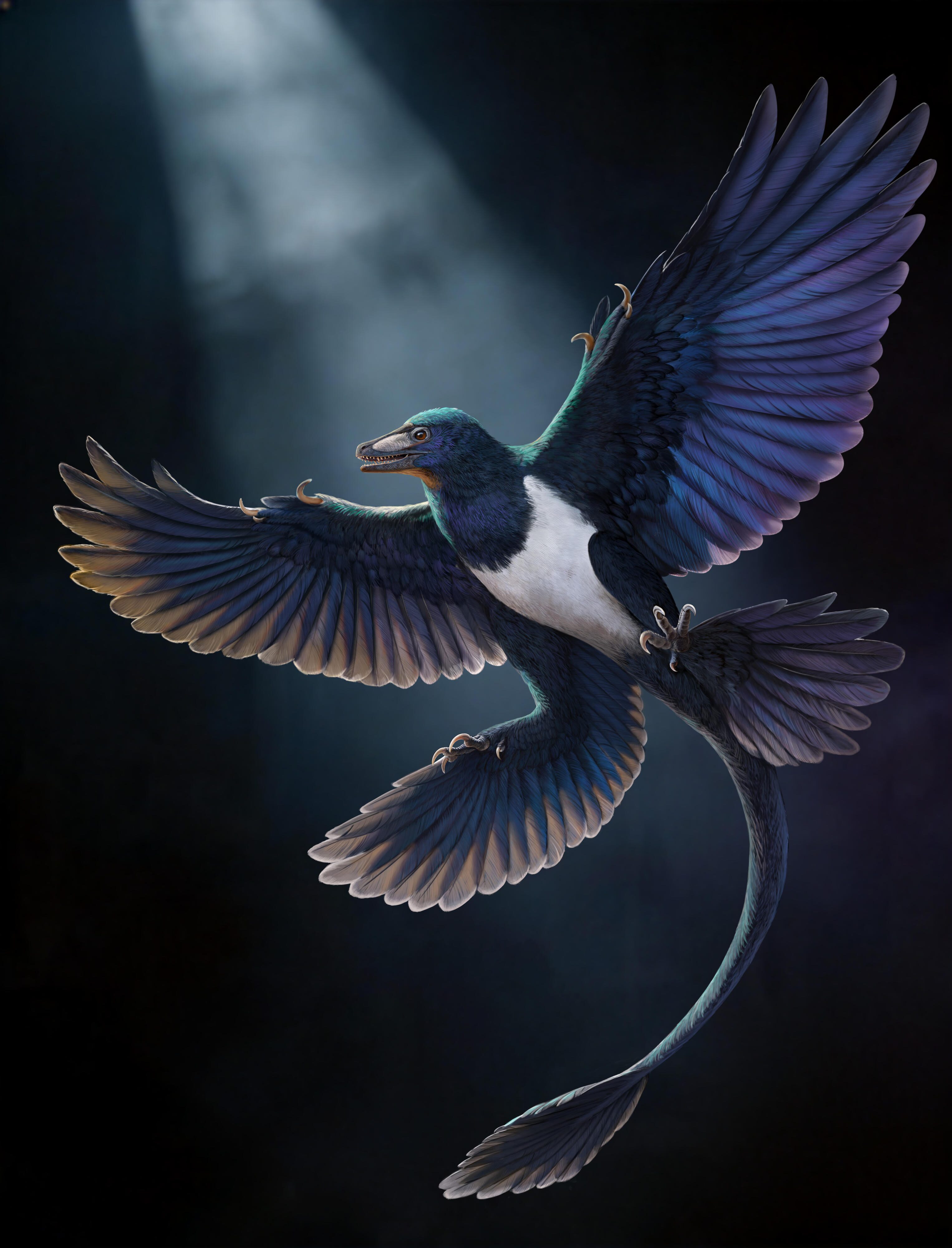 Norellraptor