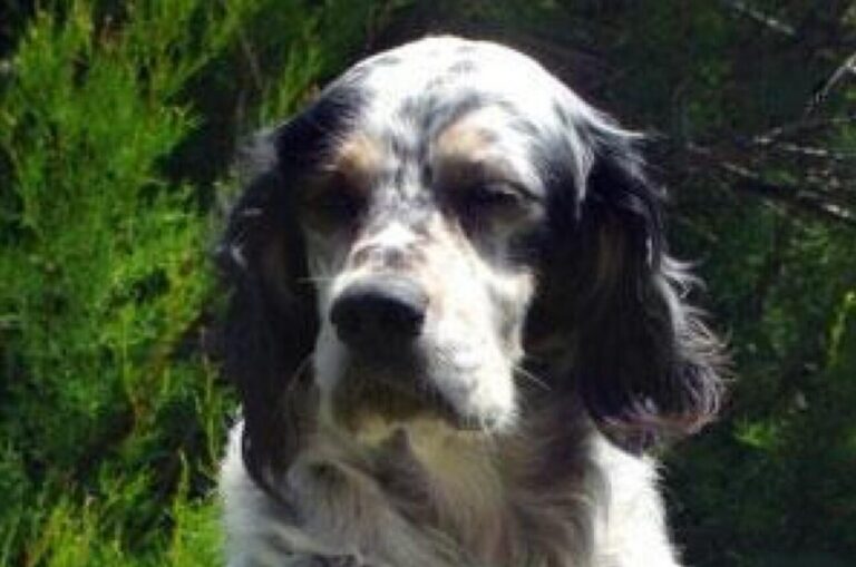 Setter