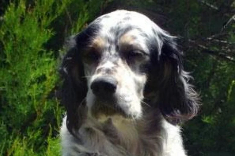 Setter