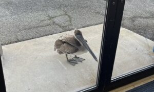 Un Pellicano in difficoltà bussa alla porta degli scienziati del NOAA che lo salvano, e poi reagisce in modo incredibile