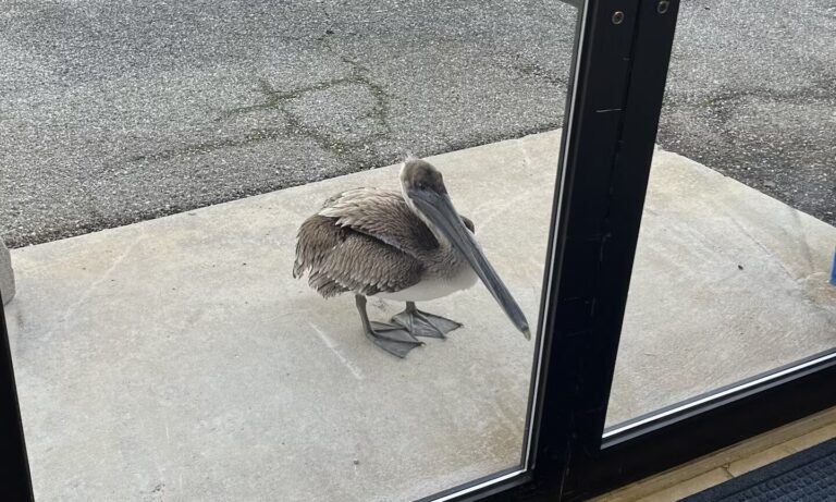 Un Pellicano in difficoltà bussa alla porta degli scienziati del NOAA che lo salvano, e poi reagisce in modo incredibile