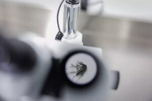 Virus