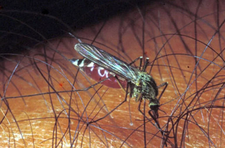 Virus Usutu