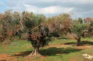Xylella