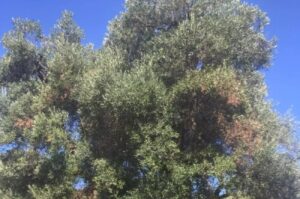 Xylella