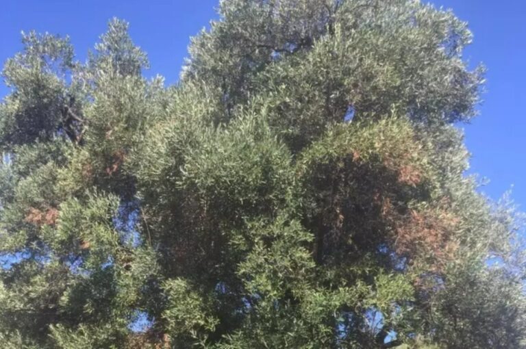 Xylella