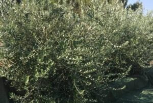Xylella