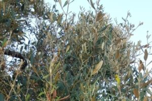 Xylella