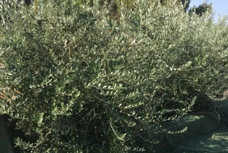 Xylella