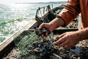 cozze
