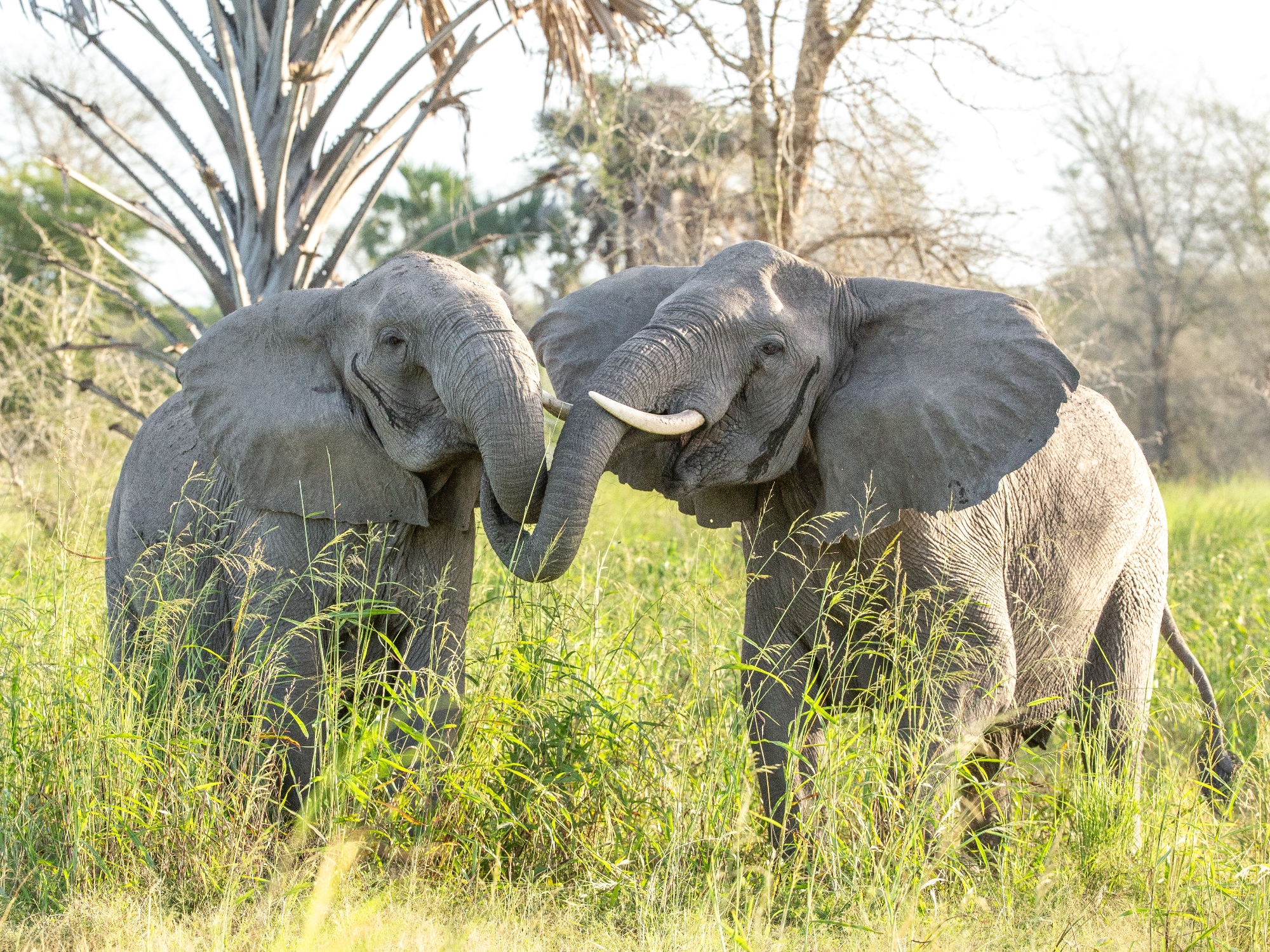 elefanti africa