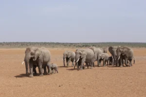 elefanti africa