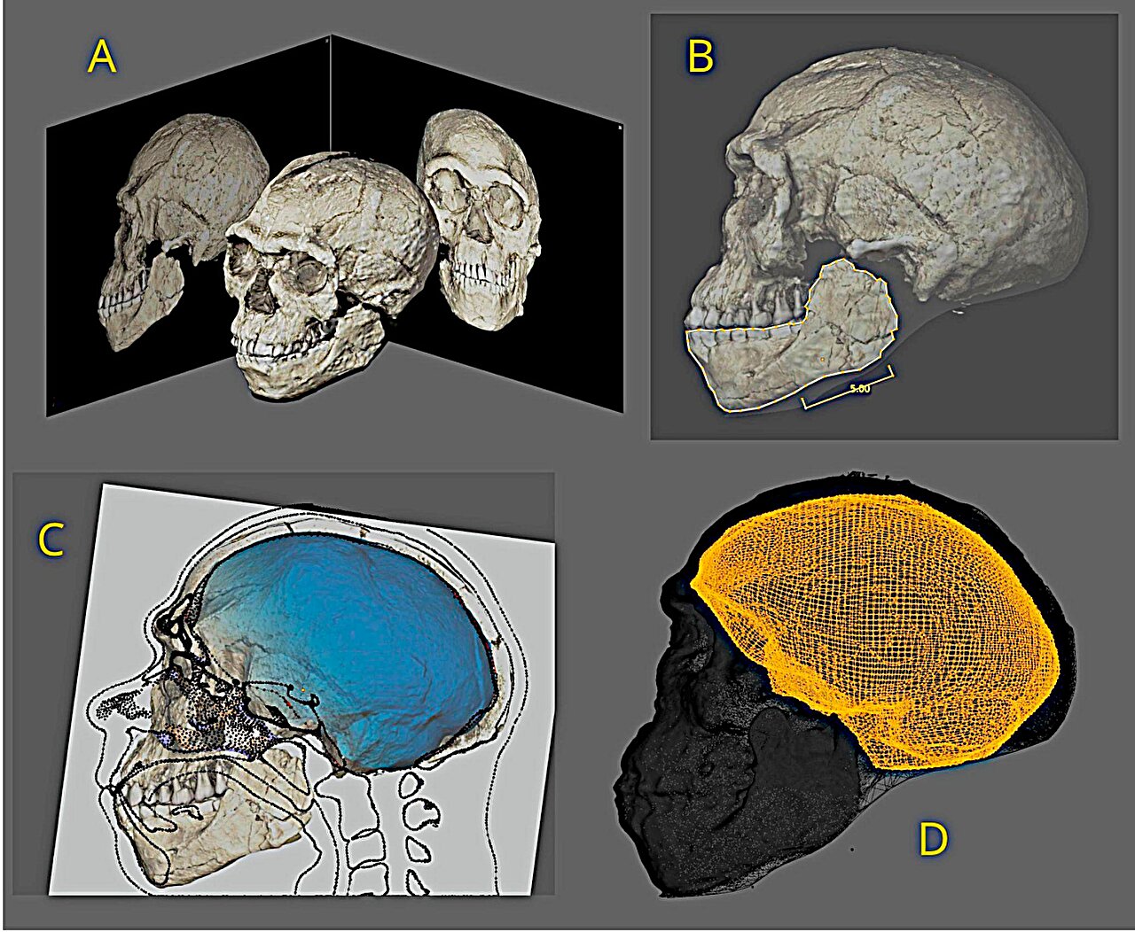 homo sapiens marocco