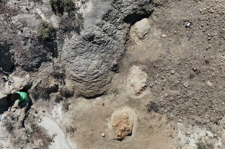 impronte t-rex Hell Creek usa