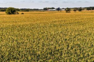 Agricoltura
