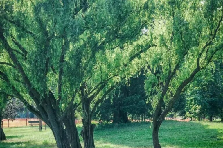 Alberi