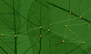 Biodiversità intelligenza artificiale