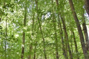 Foreste Abruzzo