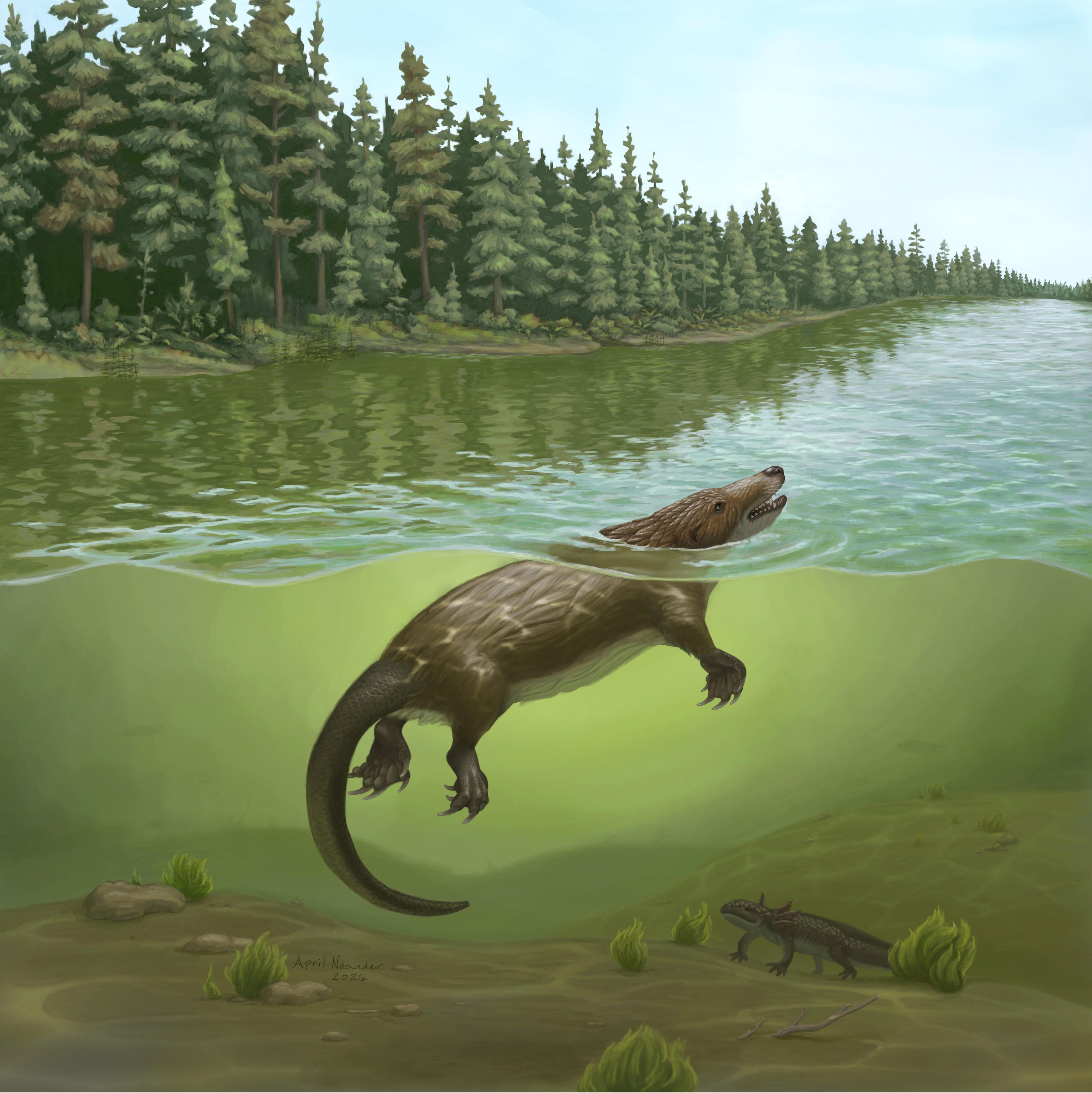 Ricostruzione della vita del mammifero acquatico giurassico Megacauda. Il Megacauda è eccezionale per i mammiferi dell'era dei dinosauri, con una coda larga per nuotare e denti taglientiper nutrirsi di pesce. Conduceva una vita semiacquatica, rifugiandosi sulle rive e cercando cibo nei laghi di quella che oggi è la Cina orientale