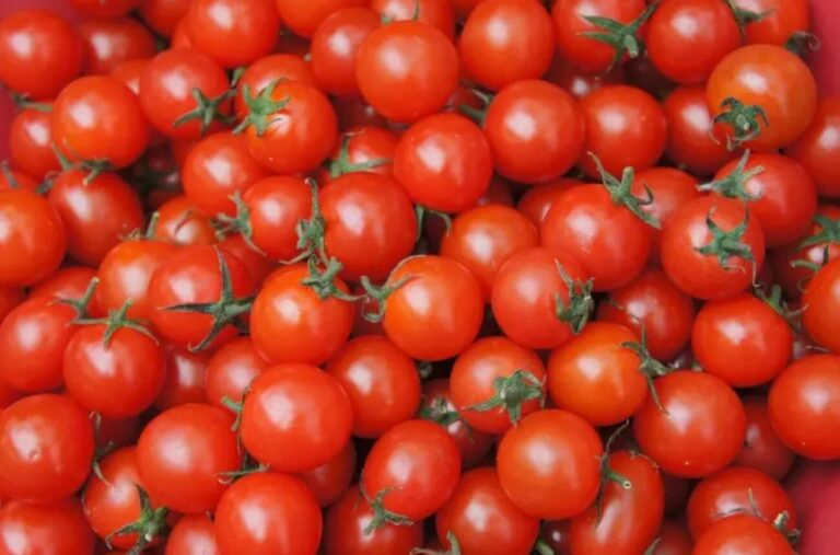 Pomodori