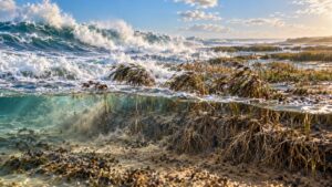Potenza del mare, radici della palude