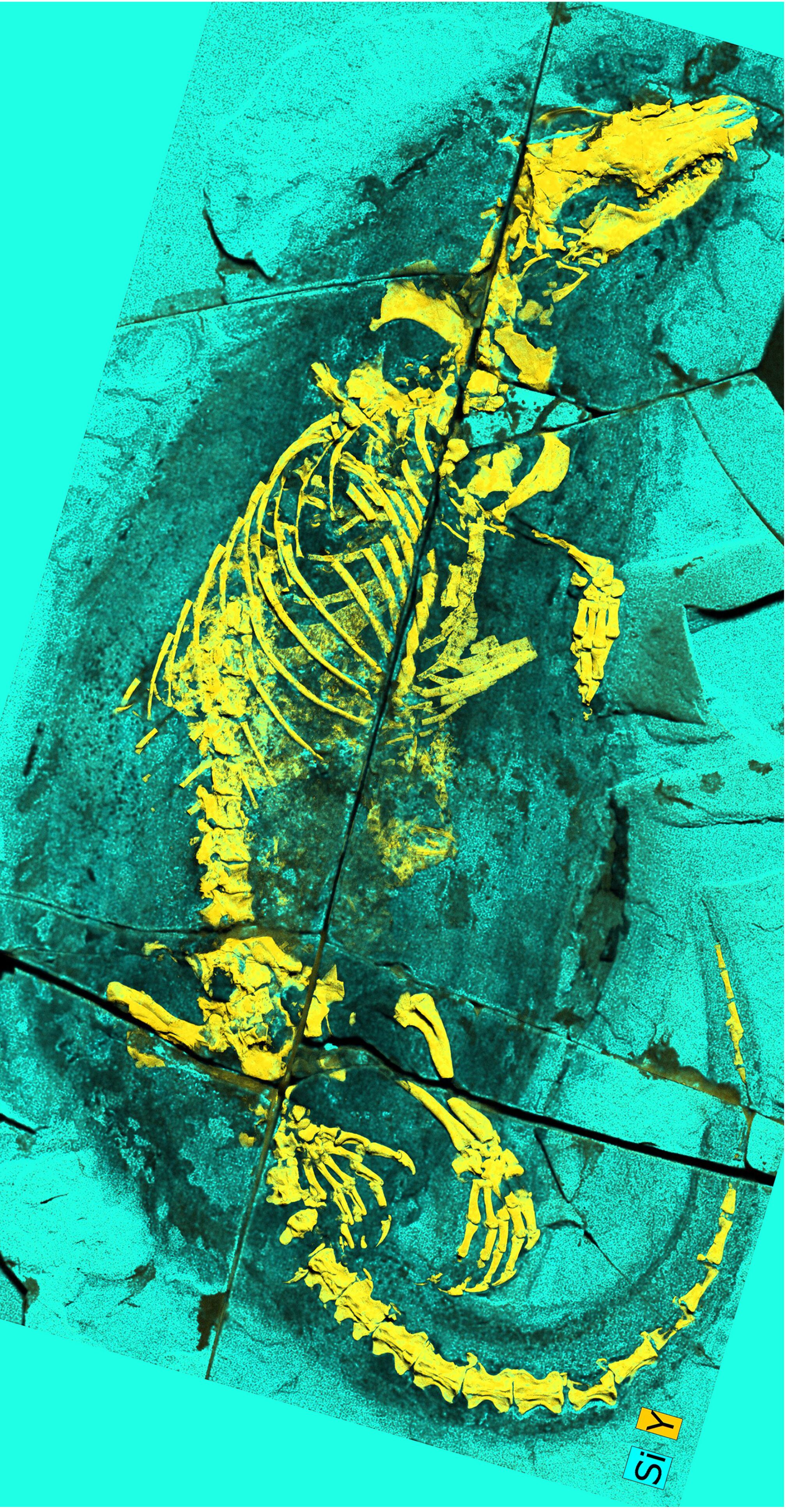 Nuovo esemplare tipo di Megacauda di Mammaliaformi PMOL-AM0007A, foto XRF con evidenziazione di ossa e tessuti molli.