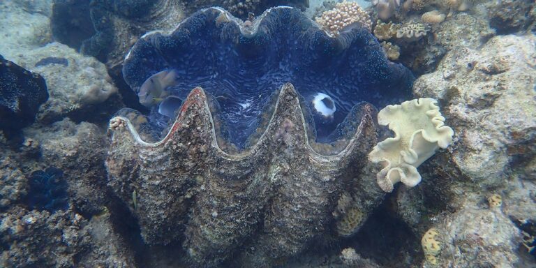 Tridacna gigas