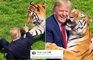 Trump tigre