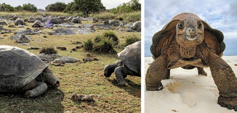 aldabra