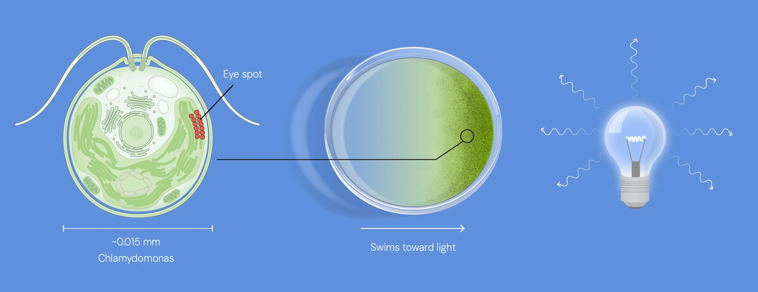 alga optogenetica