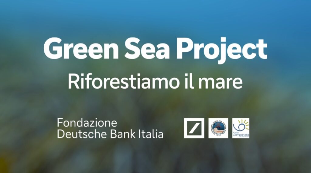 baia ieranto posidonia