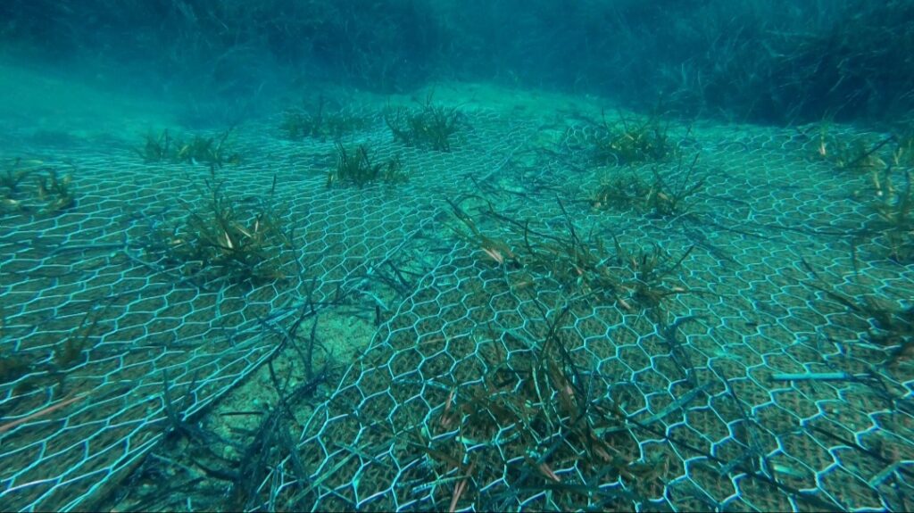 baia ieranto posidonia
