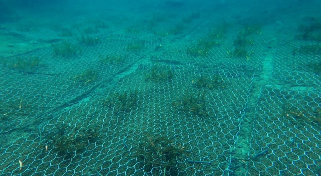 baia ieranto posidonia
