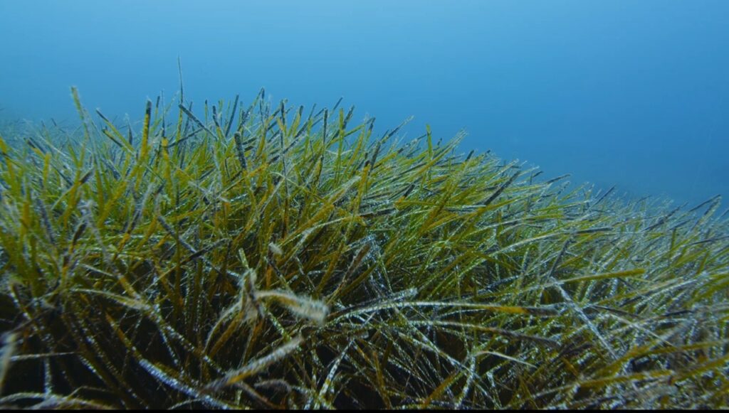 baia ieranto posidonia
