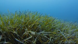 baia ieranto posidonia