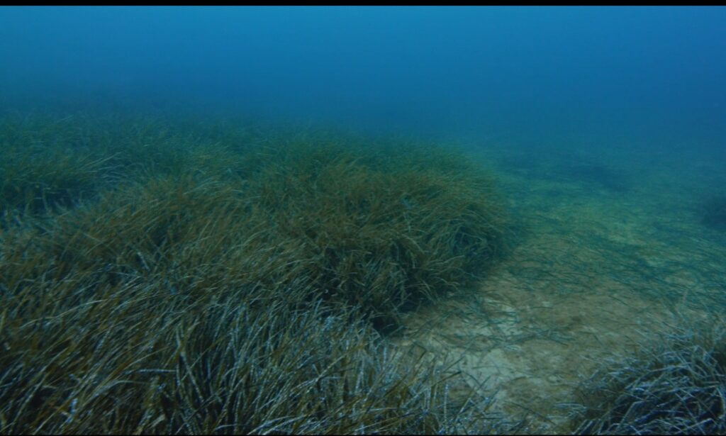 baia ieranto posidonia