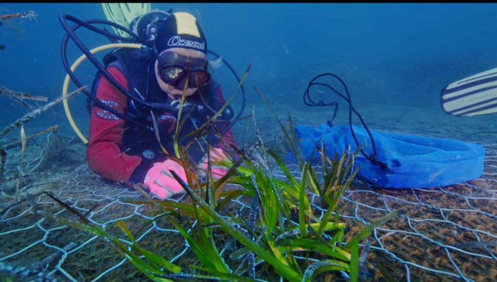 baia ieranto posidonia