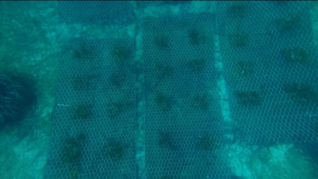 baia ieranto posidonia