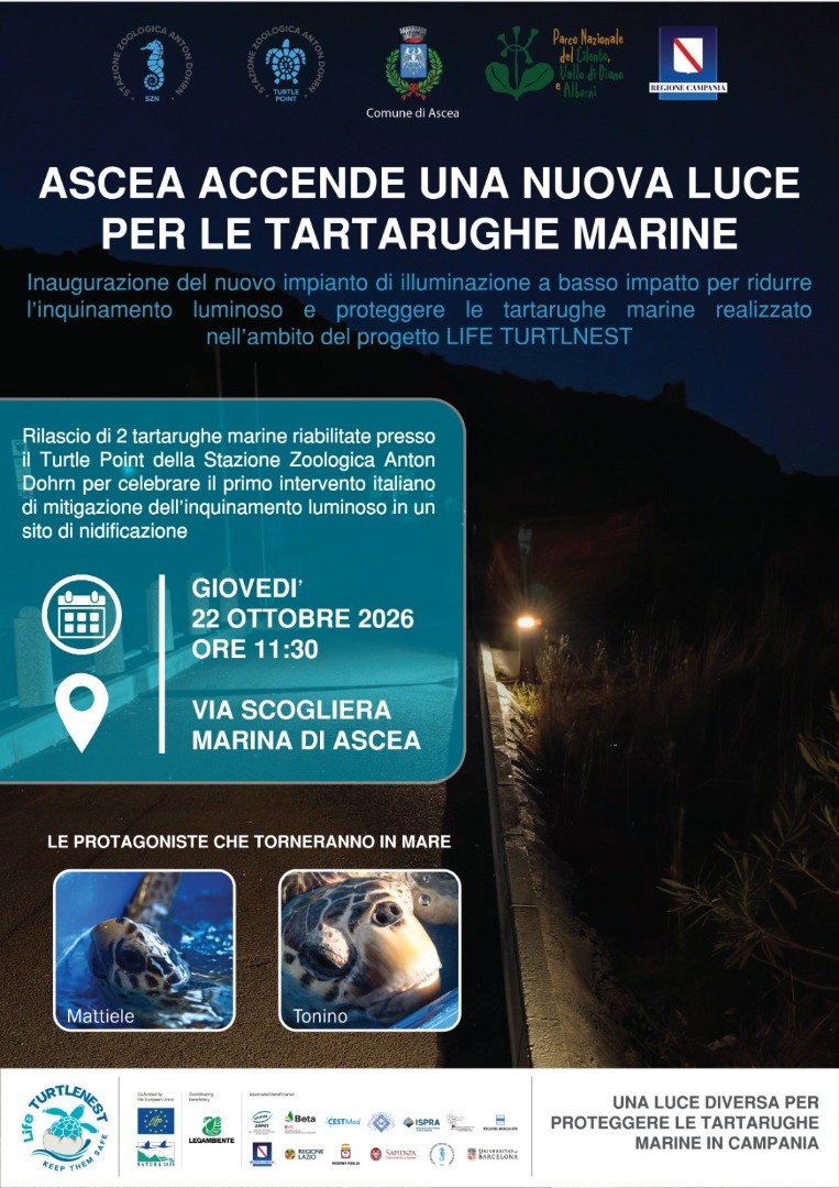 caretta caretta