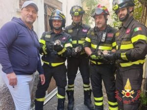 gatti vigili fuoco catanzaro