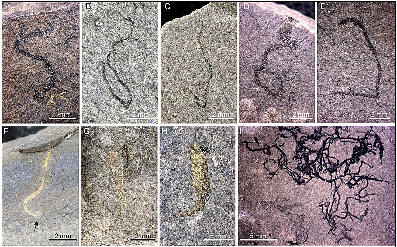 macrofossili Ancangping cina