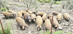 razza suina Mangalica