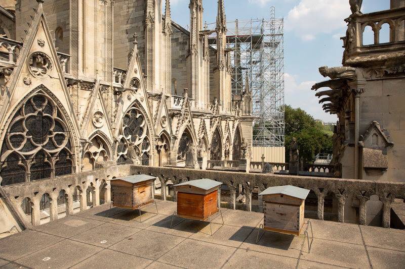 Incendio Notre Dame, miracolosamente salve le 200.000 api che vivevano sul tetto della cattedrale devastata dalle fiamme